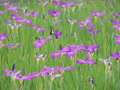 青森県五所川原市に4年住んで感じる住みやすさと住みにくいところ